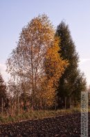 Nazwa pliku=DrzewaUWojtka02.jpg
Wielkość pliku=365KiB
Rozmiar=933x1400
Data dodania= 12, Październik 2025 DrzewaUWojtka02.jpg