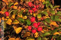 Nazwa pliku=DzikaRozaOwoc01.jpg
Wielkość pliku=237KiB
Rozmiar=1400x933
Data dodania= 12, Październik 2025 DzikaRozaOwoc01.jpg