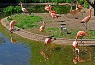 Flamingi00.jpg