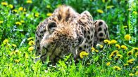 Gepard-Acinonyx01.jpg