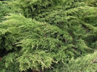 JalowiecLuskowaty-JuniperusSquamata_Hunnetorp01.jpg