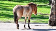 Kon_Przewalskiego-EquusPrzewalskii01.jpg