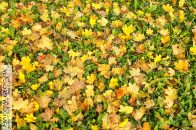 Nazwa pliku=Park_DecjuszaLisciewTrawie01.jpg
Wielkość pliku=392KiB
Rozmiar=1400x933
Data dodania= 28, Wrzesień 2025 Park_DecjuszaLisciewTrawie01.jpg