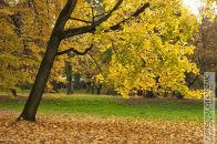 Nazwa pliku=Park_Decjusza_DrzewaKlon03~0.jpg
Wielkość pliku=395KiB
Rozmiar=1400x933
Data dodania= 29, Wrzesień 2025 Park_Decjusza_DrzewaKlon03~0.jpg