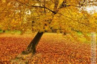 Nazwa pliku=Park_Decjusza_DrzewoKrzywe01.jpg
Wielkość pliku=443KiB
Rozmiar=1400x933
Data dodania= 09, Październik 2025 Park_Decjusza_DrzewoKrzywe01.jpg