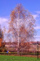 Nazwa pliku=brzoza10.jpg
Wielkość pliku=427KiB
Rozmiar=933x1400
Data dodania= 12, Listopad 2025 brzoza10.jpg