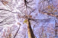 Nazwa pliku=buczyna_108.jpg
Wielkość pliku=602KiB
Rozmiar=1400x933
Data dodania= 21, Lipiec 2025 buczyna_108.jpg