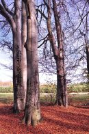 Nazwa pliku=buczyna_129.jpg
Wielkość pliku=481KiB
Rozmiar=933x1400
Data dodania= 21, Lipiec 2025 buczyna_129.jpg