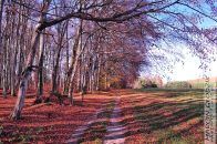 Nazwa pliku=buczyna_drogapolewsch01.jpg
Wielkość pliku=529KiB
Rozmiar=1400x933
Data dodania= 21, Lipiec 2025 buczyna_drogapolewsch01.jpg