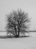 drzewa_06.jpg