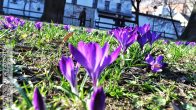 krokusyfioletowe_01.jpg