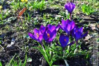 krokusyfioletowe_06.jpg