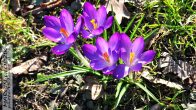 krokusyfioletowe_11.jpg