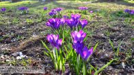 krokusyfioletowe_15.jpg