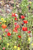 Nazwa pliku=mak_22.jpg
Wielkość pliku=242KiB
Rozmiar=933x1400
Data dodania= 25, Maj 2025 mak_22.jpg