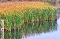 Nazwa pliku=palkaWaskolistna01.jpg
Wielkość pliku=422KiB
Rozmiar=1400x933
Data dodania= 21, Wrzesień 2025 palkaWaskolistna01.jpg