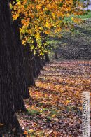 Nazwa pliku=topola_05.jpg
Wielkość pliku=348KiB
Rozmiar=934x1400
Data dodania= 21, Wrzesień 2025 topola_05.jpg