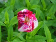 tulipan02.jpg