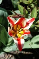 tulipanBialoczerwony01.jpg