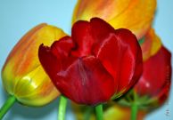 tulipan_02.jpg
