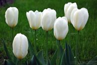 tulipan_03.jpg