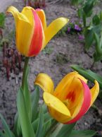 tulipan_05.jpg
