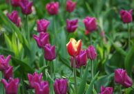 tulipan_11.jpg