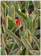 tulipan_13.jpg