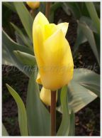 tulipan_15.jpg