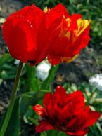 tulipan_19.jpg