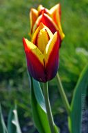 tulipan_22.jpg