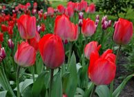 tulipan_24.jpg