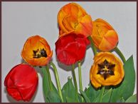 tulipan_26.jpg