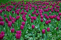 tulipan_27.jpg