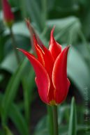 tulipan_29.jpg