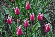 tulipan_38.jpg